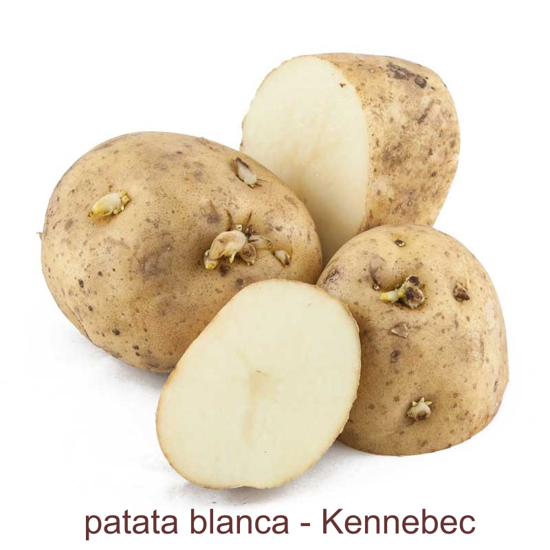Patata kennebec
